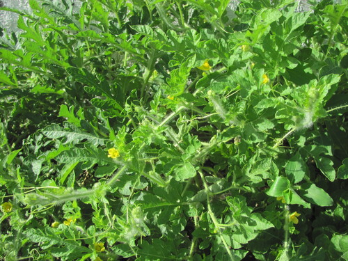 Citrullus lanatus