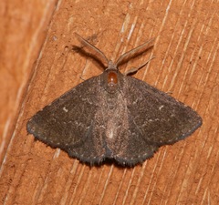 Prosoparia floridana