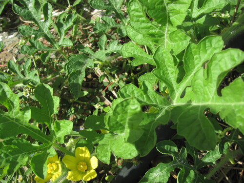 Citrullus lanatus