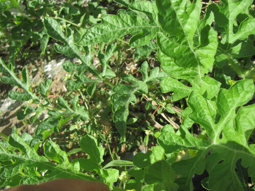 Citrullus lanatus