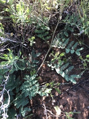 Mimosa rupertiana