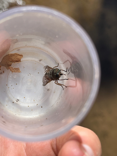 iNaturalist observation photo of Horse and Deer Flies