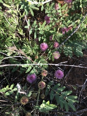 Mimosa rupertiana