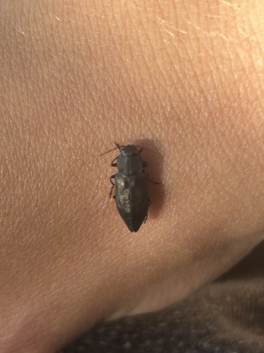 Black Fire Beetle