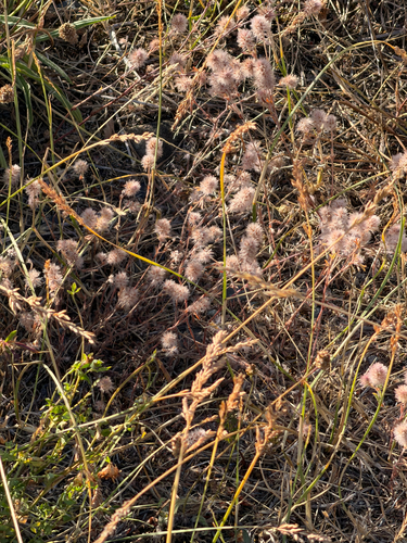 Trifolium arvense