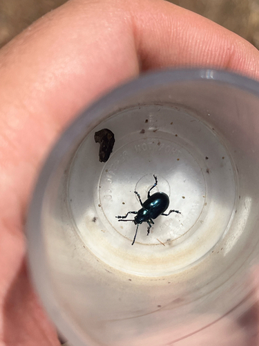 iNaturalist observation photo of Cobalt Milkweed Beetle