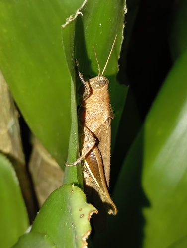 Abracris flavolineata