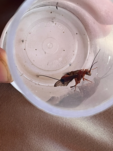 iNaturalist observation photo of Ichneumonid and Braconid Wasps