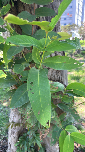 Syzygium samarangense observed 2026-08-02