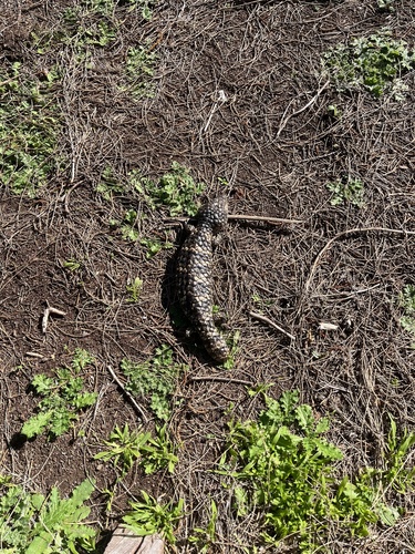 Shingleback
