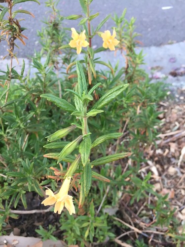 Otra foto de Sticky monkeyflower