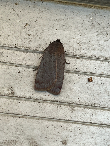 iNaturalist observation photo of Protolampra