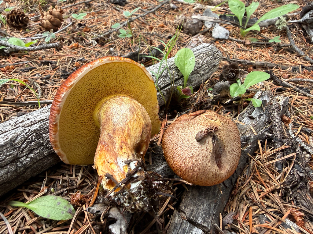 Western Painted Suillus · August 2026 · photo: Photo: (c) Michael Tidwell, some rights reserved (CC BY) · iNaturalist
