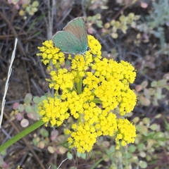 Callophrys affinis