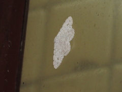 Lassaba parvalbidaria