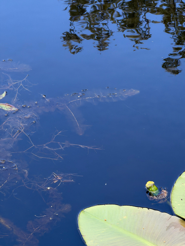 Potamogeton perfoliatus