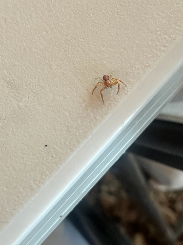 iNaturalist observation photo of Thomisinae