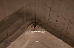 Steatoda grossa