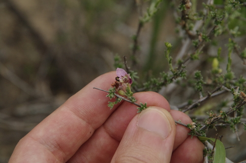 Manystem ratany (Krameria ramosissima)