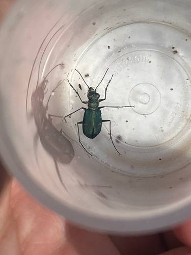 iNaturalist observation photo of Dispirited Tiger Beetle