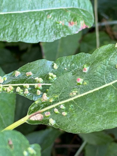 Aculus tetanothrix