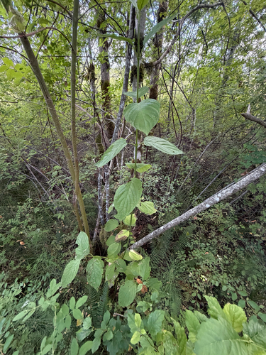 Euonymus occidentalis