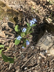 Myosotis alpestris