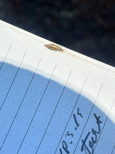 iNaturalist observation photo of Common Green Lacewings