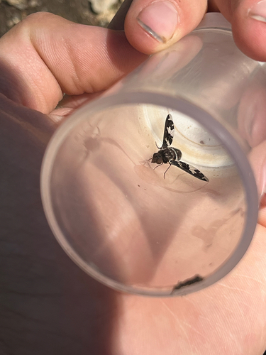 iNaturalist observation photo of Dorcadion Bee Fly