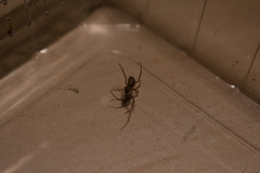Steatoda grossa