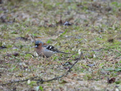 Fringilla coelebs