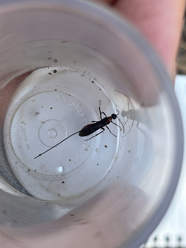iNaturalist observation photo of Braconid Wasps
