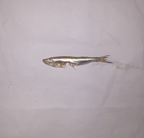Ganges river sprat (Corica soborna) — Clupeidae
