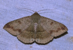 Ericeia pertendens