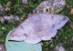 Ericeia pertendens