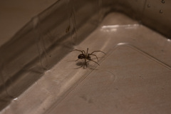 Steatoda grossa
