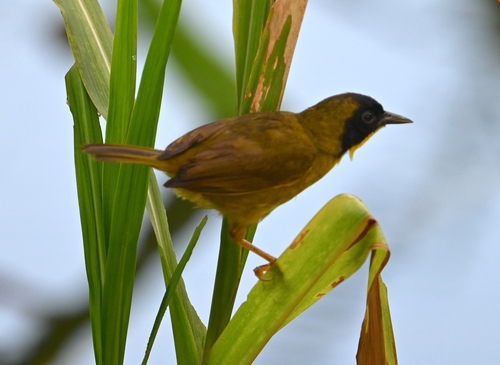 Olive-crowned Yellowthroat (Geothlypis semiflava), photo 3