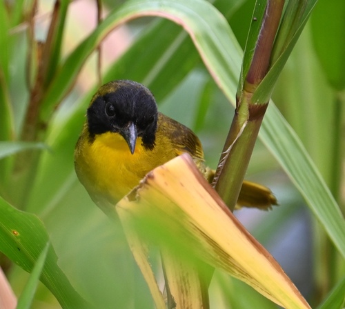 Olive-crowned Yellowthroat (Geothlypis semiflava), photo 4