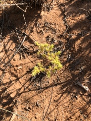Loeflingia squarrosa