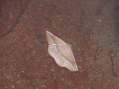 Sarcinodes yaeyamana