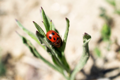 Gonioctena fornicata