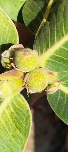 Ficus platypoda observed 2026-07-31