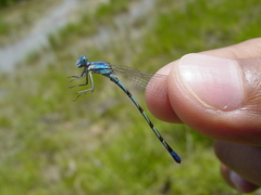 Argia leonorae