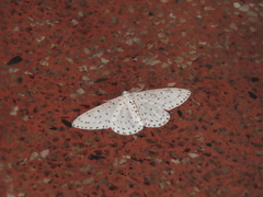 Xenoplia trivialis