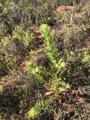 Oenothera rhombipetala