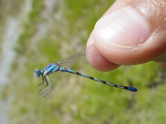 Argia leonorae