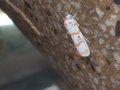 Cyana subalba