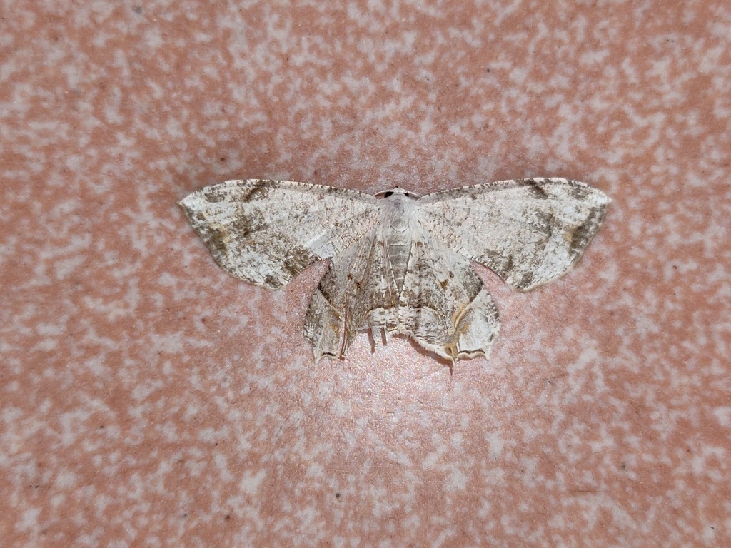 Dysaethria cretacea