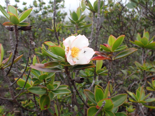 Bonnetia sessilis (Bonnetia sessilis)