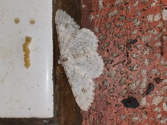 Lassaba parvalbidaria